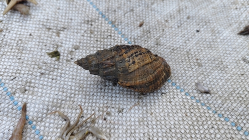 Cancellaria spengleriana observed 2026-04-25