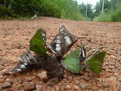 Charaxes eupale