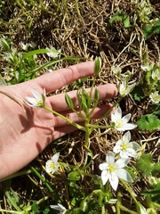 Ornithogalum umbellatum