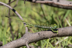 Furcifer
