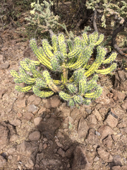 Myrtillocactus cochal