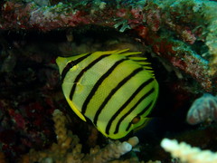 Chaetodon octofasciatus