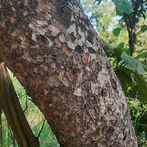 Magonia pubescens, photograph 2