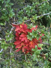 Puccinia magellanica