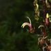 Lobelia digitalifolia 3