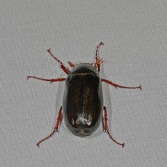 Phyllophaga anxia
