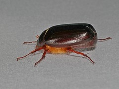 Phyllophaga anxia