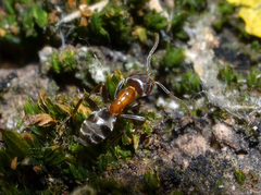 Liometopum microcephalum