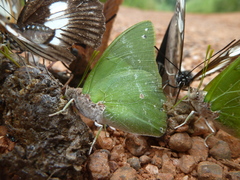 Charaxes eupale