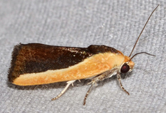 Ponometia exigua