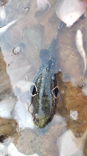 Japanese pufferfish (Takifugu rubripes) — Tetraodontidae — 2