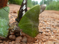 Charaxes eupale