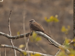 Streptopelia chinensis