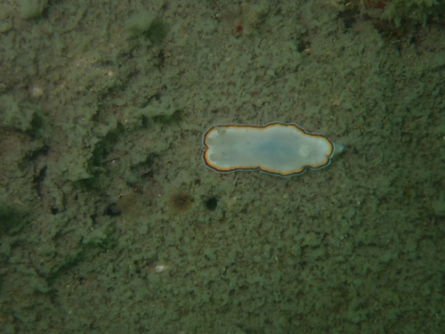 Goniobranchus trimarginatus