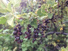 Ribes magellanicum