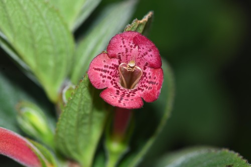 Vanhouttea hilariana