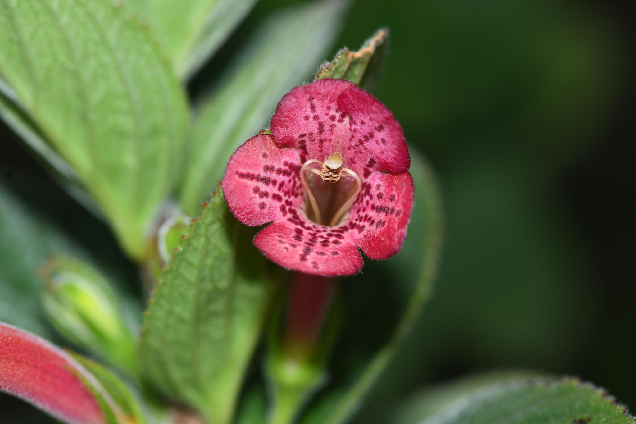 Vanhouttea hilariana