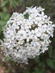 Valeriana italica