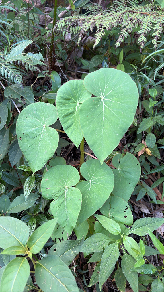 Begonia admirabilis
