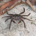 Sesarmidae - Photo (c) Donna Fernstrom,  זכויות יוצרים חלקיות (CC BY)