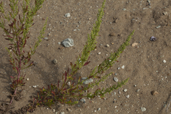 Artemisia littoricola