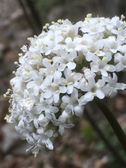 Valeriana italica