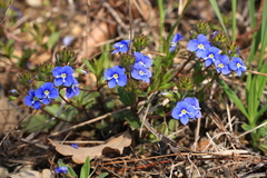 Veronica umbrosa