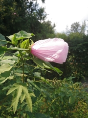 Hibiscus striatus