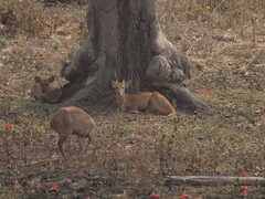Axis porcinus