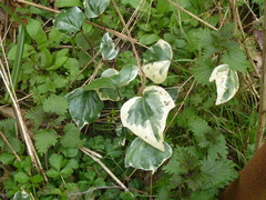Hedera colchica