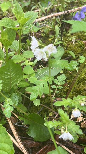 Phacelia fimbriata, photograph 3