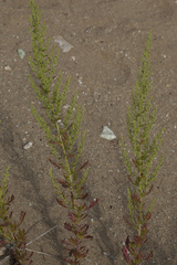 Artemisia littoricola