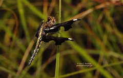 Palpopleura portia