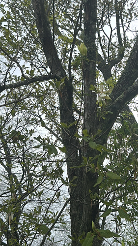 Fraser's magnolia