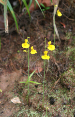 Utricularia odorata