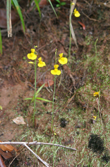 Utricularia odorata
