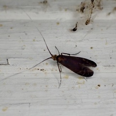 Adela caeruleella