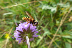 Sericomyia silentis