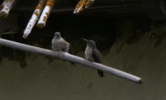 Oreotrochilus chimborazo