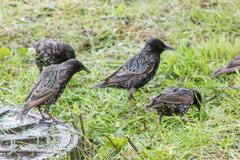 Sturnus vulgaris