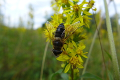 Eristalis pertinax