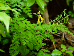 Corydalis pallida