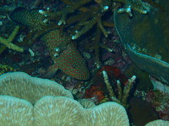 Cephalopholis cyanostigma