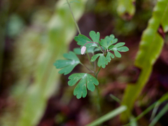 Semiaquilegia adoxoides