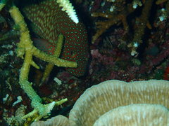 Cephalopholis cyanostigma