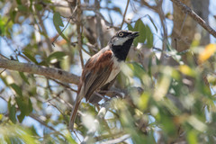 Calicalicus rufocarpalis