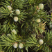 Juniperus rigida conferta - Photo (c) Svetlana Nesterova, algunos derechos reservados (CC BY-NC), subido por Svetlana Nesterova