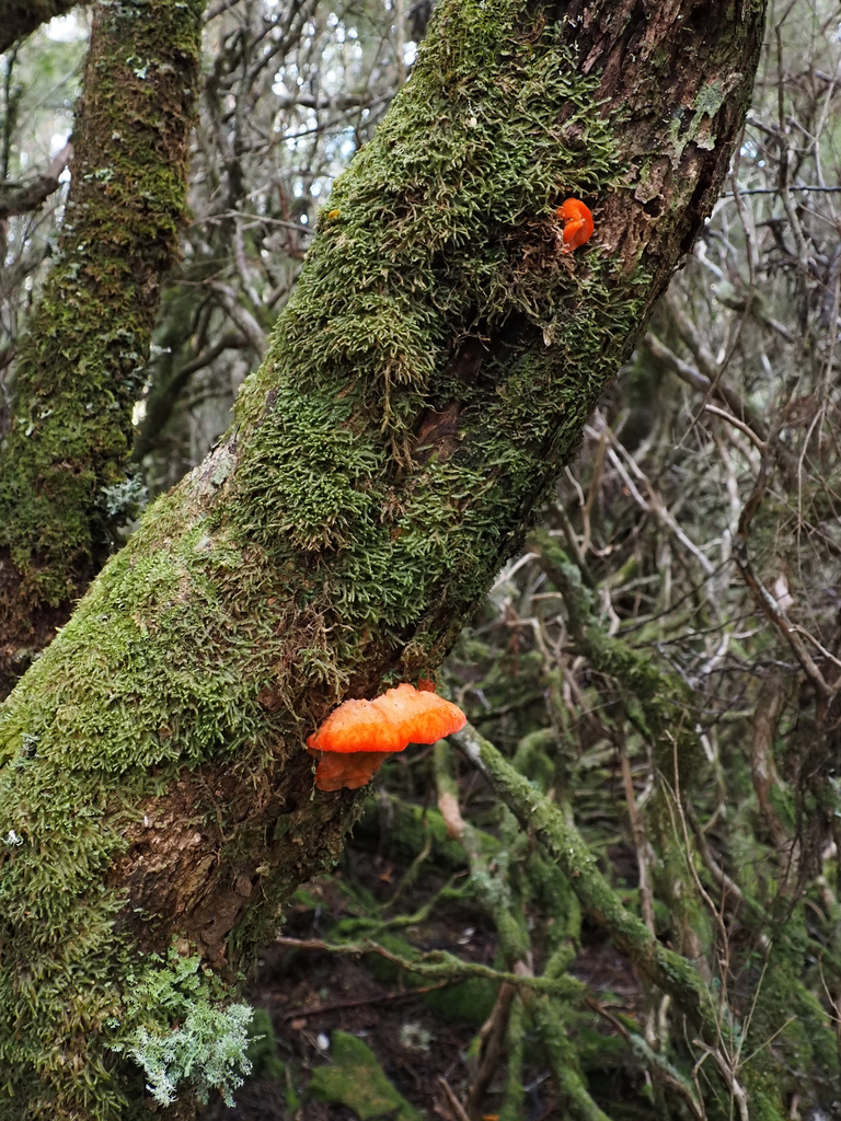 Aurantiporus pulcherrimus · April 2026 · photo: © cowirrie (iNaturalist, cc0)