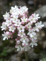 Valeriana italica