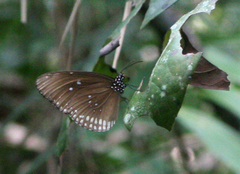 Euploea core godartii